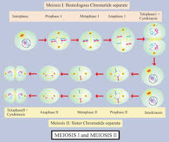 during meiosis crossing over occurs at