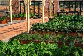 Terrace Gardening Of Vegetables A