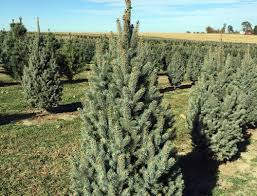 Elegant columnar selection, highly valued as an accent or perimeter planting where a strong vertical effect is needed. Columnar Norway Spruce Picea Abies Cupressina Kaspar Nursery