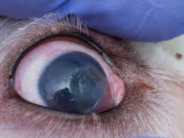 pictures of eye ulcers in dogs with