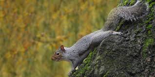 how-do-you-control-grey-squirrels