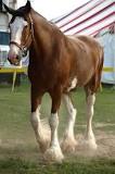 what-is-the-most-expensive-clydesdale-horse