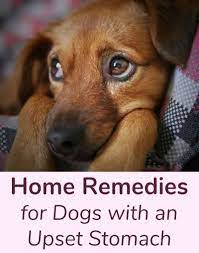 remes for dogs with an upset stomach