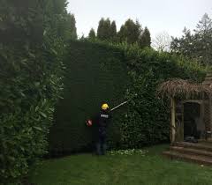 Get Your Hedges Picture Perfect With