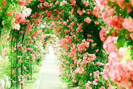 rose bush pink flower flower path