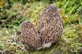 how to grow morel mushrooms