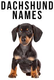 Guideline for exacting dog owners. Top 500 Unique Names For Dachshund Male Female With Meaning Dachworld Com