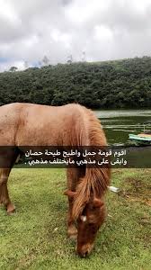 السرج المذهب