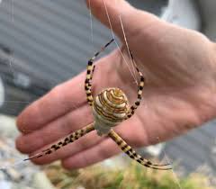 garden spider found in the okanagan is
