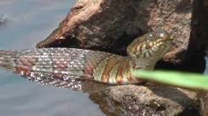 northern water snake facts t