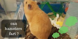 does a hamster does the