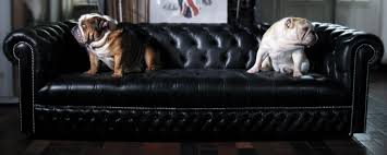 Clawing surfaces is instinctive behaviour. Dog Cat Proof Sofas How To Choose Protect Your Couch Sofas By Saxon