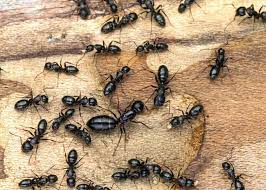 how to get rid of carpenter ants 12