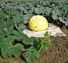 8 Best Growing Big Pumpkins Images In 2013 Gemüse