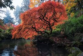 kubota gardens pond red tree explorest