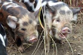 But are her charms just a cover for her secret will a.j.'s love for mrs. Kune Kune Piglets