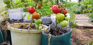 Grow Vegies In Containers Make An