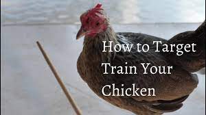 All of our coops feature storage areas for lidded feed buckets; How To Target Train Your Chickenä¸¨chicken Training 101 Youtube
