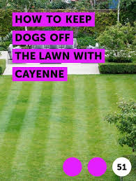 Keep Dogs Off The Lawn With Cayenne