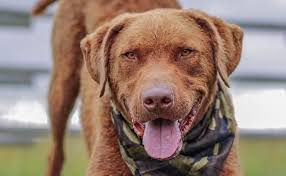 It is energetic outdoors but calm indoors if sufficiently exercised. Chesapeake Bay Retriever Breed Info Guide Facts And Pictures Bark