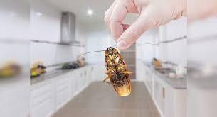 remove roaches from your kitchen