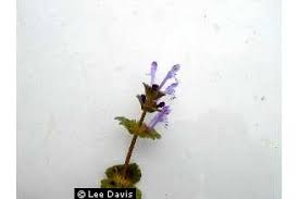 Plants Profile for Lamium amplexicaule (henbit deadnettle)