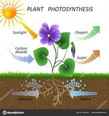 vector diagram plant photosynthesis