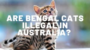 Safe shipping and delivery of our cats/kittens. Are Bengal Cats Illegal In Australia Authentic Bengal Cats