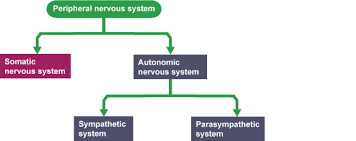 Nervous System Flow Chart Example gambar png