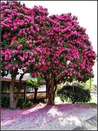 Handsome Pink Rhododendron Tree At
