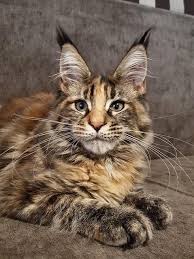Let me tell you about maine coons. Maine Coon Rescue Lerona West Virginia