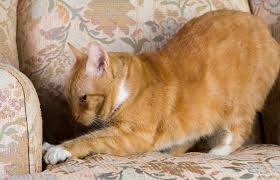 Types of cat scratching surfaces. Cat Scratching Deterrent Lovetoknow