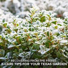 5 Plant Freeze Recovery Tips For Your