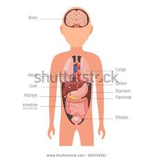 Diagram Internal Organs Anatomy Human Body Stock Image