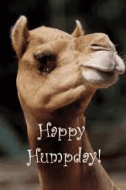 Pictures, photos & images, to be used on facebook, tumblr, pinterest, twitter and other websites. Funny Happy Hump Day Images Gifs Tenor