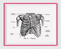 Human Anatomy Art Print Human Rib Cage Anatomical Poster