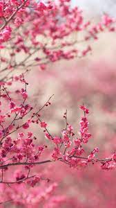 nf14 pink blossom nature flower spring