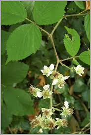 Rubus flexuosus - Irish Wildflowers