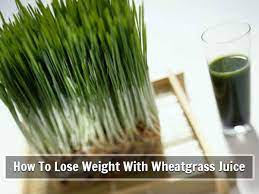 how wheatgr juice helps you to lose