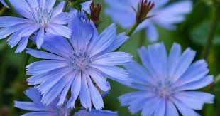 They can be woody or herbaceous. How To Grow Chicory Cichorium Intybus Gardener S Path