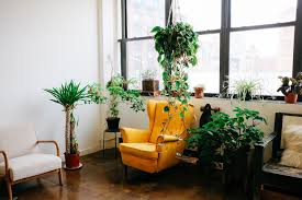 window film affect indoor plants