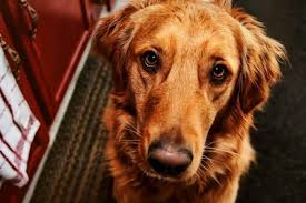 So if you're buying a dark red golden retriever puppy from a minnesota local breeder, make sure your puppy is eight weeks or 10 weeks and has evidence that backs or confirms that they have been vaccinated. What Is A Red Golden Retriever Puppy In Training