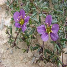 Buy Fagonia Cretica Medicinal Plants (Dhamaasa) | Rise N&#39; Shine Plant  Nursery.