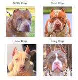 can-you-crop-a-pitbulls-ears-at-1-year