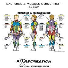 exercise muscle guide fitness chart