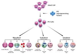 Advantages And Disadvantages Of Adult Stem Cells Adult