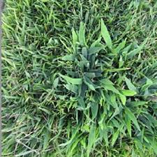 Weed Prevention Pre Emergent Herbicide Guide