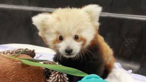 Red pandas have always lived in the shadow of the other, more famous panda. Top 10 Cutest Animals Watchmojo Com