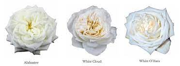 Varieties Of White Garden Roses