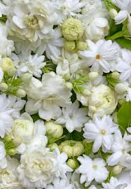 white jasmine flowers fresh flowers